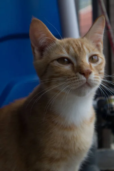 Korthårig Orange Katt Med Vita Markeringar Bröstet — Stockfoto
