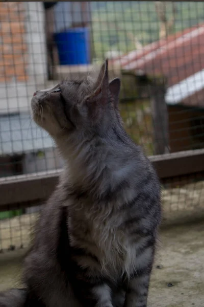 Παχιά Γούνα Ριγέ Γάτα Φόντο Συρμάτινες Μπάρες Πίσω Του — Φωτογραφία Αρχείου