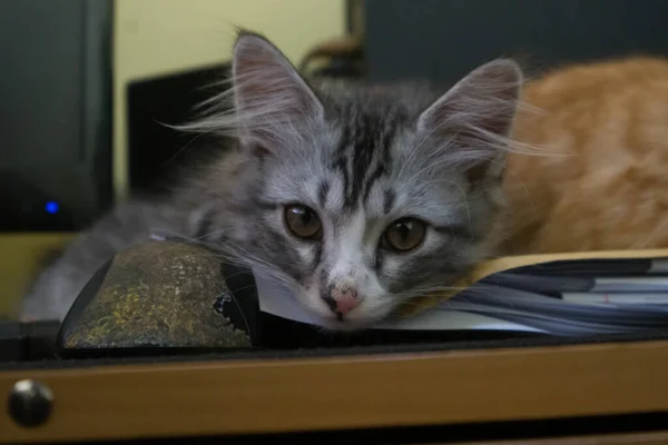 Ett Par Katter Som Sover Bordet — Stockfoto