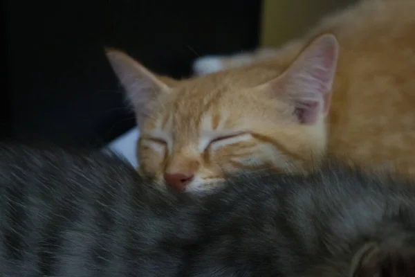 a pair of cats sleeping on the table