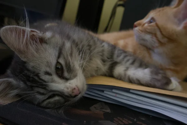Een Paar Katten Die Tafel Slapen — Stockfoto