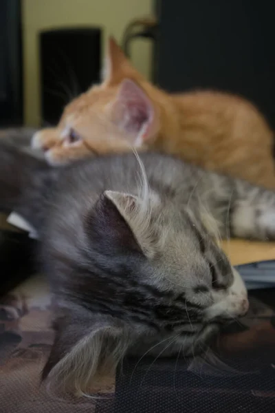 Par Gatos Dormindo Mesa — Fotografia de Stock