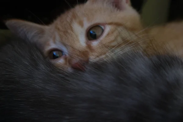 Ein Katzenpaar Das Auf Dem Tisch Schläft — Stockfoto