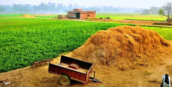 Campo Tractor Una Granja Trigo Concepto Paisaje Rural Cosecha Agricultura —  Fotos de Stock