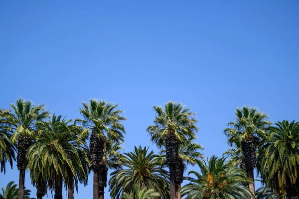 Palm Tree Backgrouns Med Blå Himmel Högkvalitativt Foto — Stockfoto