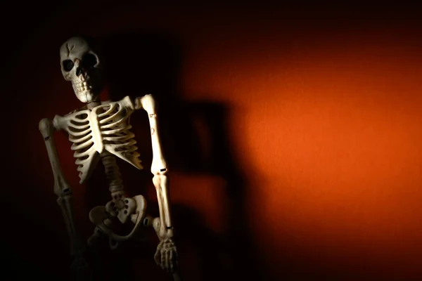 Halloween Koponyák Csontok Háttér Kiváló Minőségű Fénykép — Stock Fotó