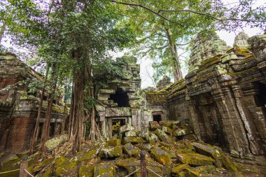 Ünlü Ta Prohm tapınağı kalıntıları, Siem Reap, Kamboçya yakınlarındaki Angkor Wat yerleşkesinin bir parçası.