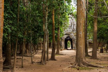 Ta Som tapınağı Siem Reap yakınlarındaki Kamboçya ormanında.