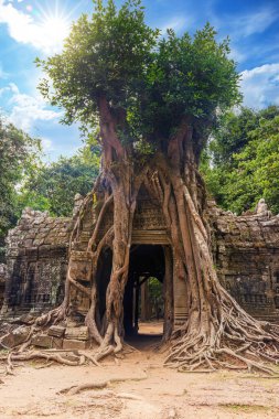Ta Som Tapınağı Panoraması, Angkor Wat, Siem Reap, Kamboçya 