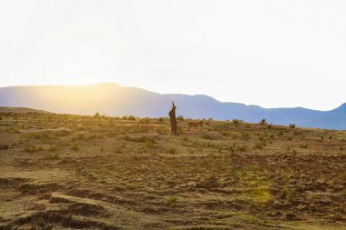 Afrika Lesotho Krallığı 'nda Basotho halkı geleneksel şapka ve kabile battaniyeleri giyer.