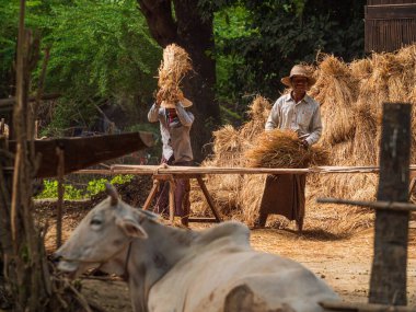 Tanımlanamayan çiftçiler masaya pirinç saçıyor.