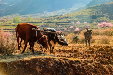 Oxen plowing field in kingdom of Lesotho clipart