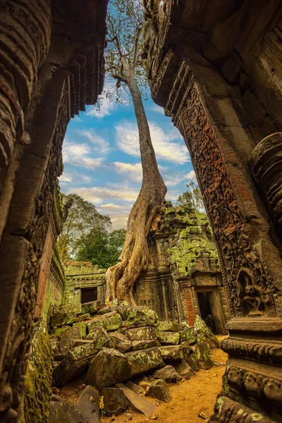 高棉人古建筑的遗迹塔布隆寺及其巨大的班扬树坐落在最著名的旅游胜地之一 — 图库照片