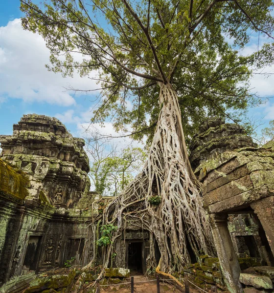 Prohm寺遗址 位于Angkor Wat教科文组织遗址 — 图库照片