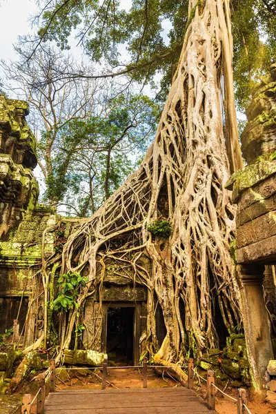 stock image Strangler Fig around a door at Ta Prohm Temple, part of the Angkor Wat site