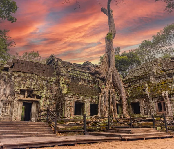 Λείψανα Της Αρχαίας Αρχιτεκτονικής Χμερ Prohm Ναό Γιγαντιαία Δέντρα Banyan — Φωτογραφία Αρχείου