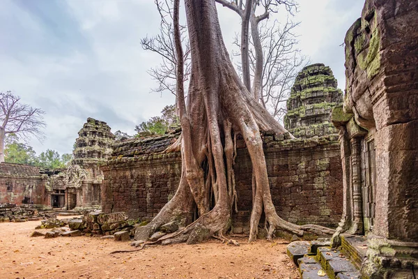 高棉人古建筑的遗迹塔布隆寺及其巨大的班扬树坐落在最著名的旅游胜地之一 — 图库照片