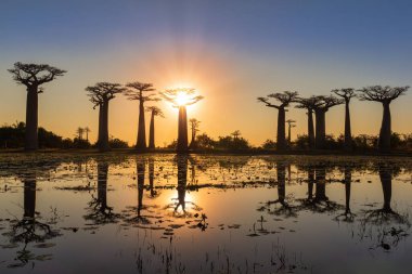 Morondava yakınlarındaki Baobab Bulvarı 'ndaki gölde yansıması olan muhteşem bir gün batımı.