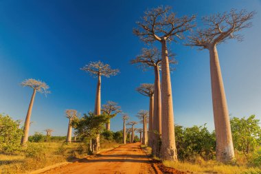 Baobab Bulvarı Öğleden sonra ışığında