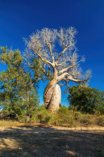 Baobab Lovers Single Baobal Two Trunks Embrace Each Other — Stock Photo, Image