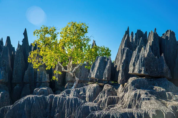 Tsingy Bemaraha Espectacular Bosque Piedra Con Naturaleza Prístina Maravilloso Laberinto — Foto de Stock