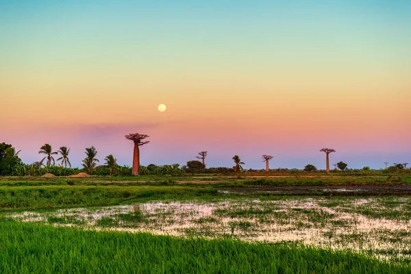Amazing and real sky with real moon with beautiful Baobab Trees at sunset near the avenue of the baobabs in Madagascar