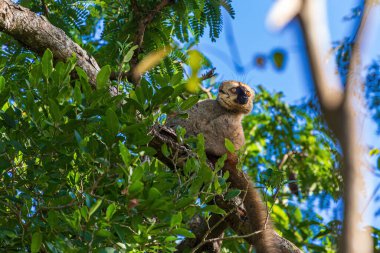 Vahşi doğada yaygın kahverengi lemur