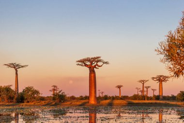 Morondava yakınlarındaki Baobab Bulvarı 'ndaki gölde yansıması olan muhteşem bir gün batımı.