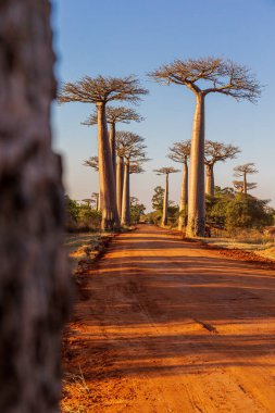 Baobab Bulvarı Öğleden sonra ışığında