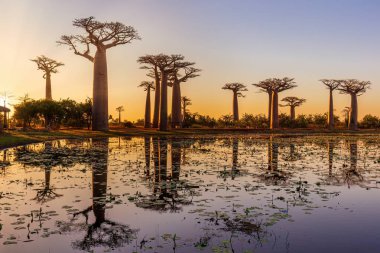 Morondava yakınlarındaki Baobab Bulvarı 'ndaki gölde yansıması olan muhteşem bir gün batımı.