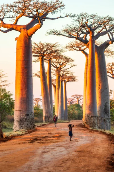 İkindi vakti Boabab Bulvarı 'ndaki kırsal yolda yürüyen kimliği belirsiz yaşlı adam ve genç çocuk.