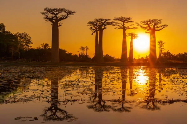Morondava yakınlarındaki Baobab Bulvarı 'ndaki gölde yansıması olan muhteşem bir gün batımı.
