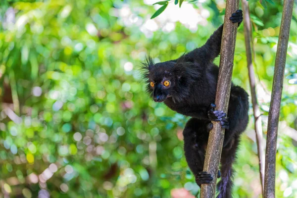 stock image Unique shot of a black lemur or Eulemur macaco living in the tropical forests and woodlands of Madagascar