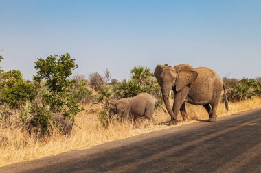 Afrika çalı fili türü Loxodonta africana fil ailesi Kruger Ulusal Parkı 'ndan karşıya geçerken yavrusunu koruyor.