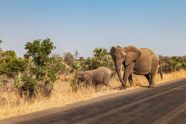 Elefantidae Africana Familia Loxodonta Africana Protege Cachorro Mientras Cruza Calle — Foto de Stock