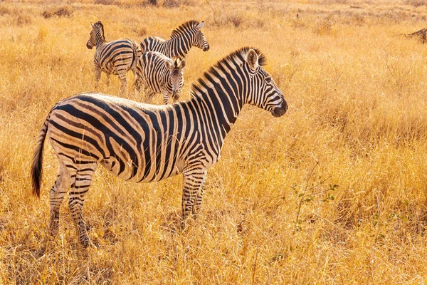 Zebra Kruger Nationalpark — Stockfoto