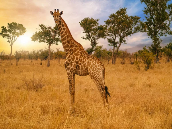 Żyrafa Giraffa Camelopardalis Sawannie Afryce Zachodzie Słońca — Zdjęcie stockowe