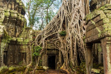 Ta Prohm tapınağı kalıntıları, Angkor, Kamboçya