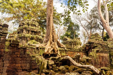 Ünlü ve ikonik Ta Prohm temposu, Tomb Rider filminden tanınan popüler bir seyahat mekanı...