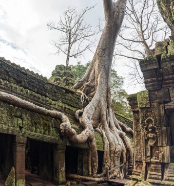 Ta Prohm tapınağı kalıntıları, Angkor, Kamboçya