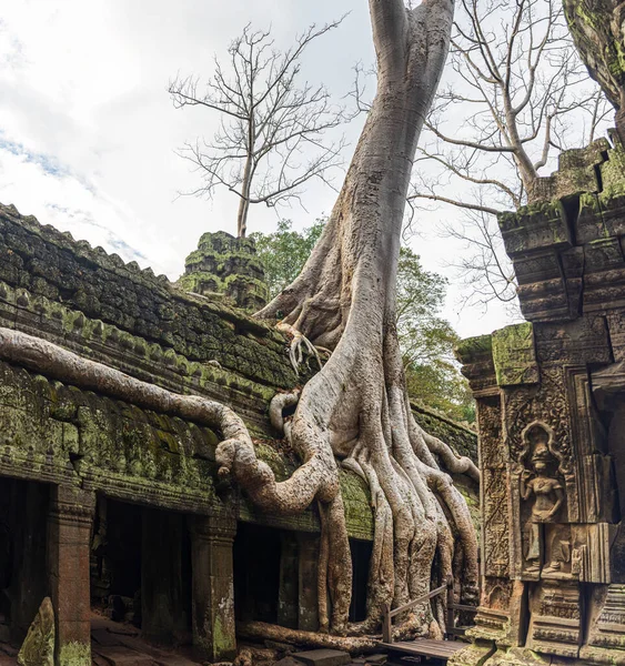 Ruiny Świątyni Prohm Angkor Kambodża — Zdjęcie stockowe