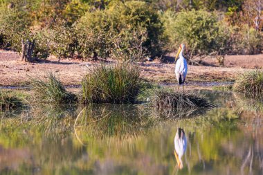 Sarı gagalı Leylek Victoria Şelalelerinde sabah güneşini emiyor