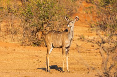 Sarı gagalı Oxpecker bir Kudu 'nun kıyısında oturuyor.