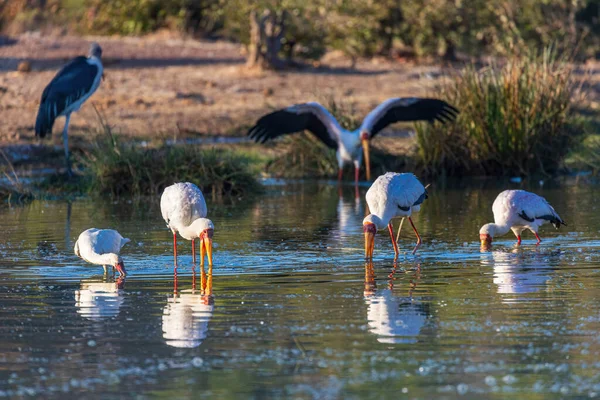 Yellowbilled Storks Looking Food Waterhole — Stock Photo, Image