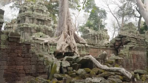 Prohm Temple Bayon Style Angkor Archeological Park Tree Roots Stones — стоковое видео