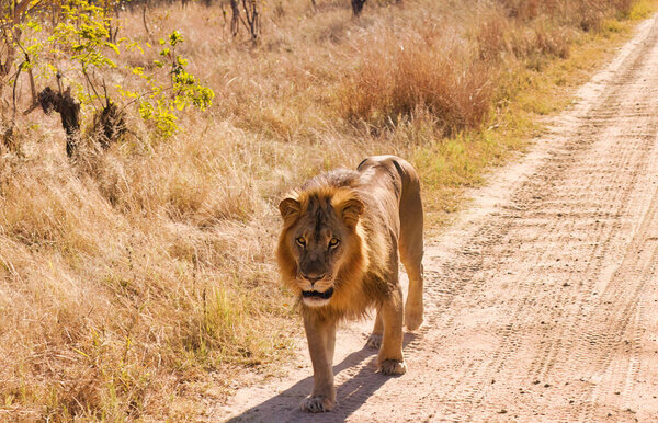 An African Lion Male walking