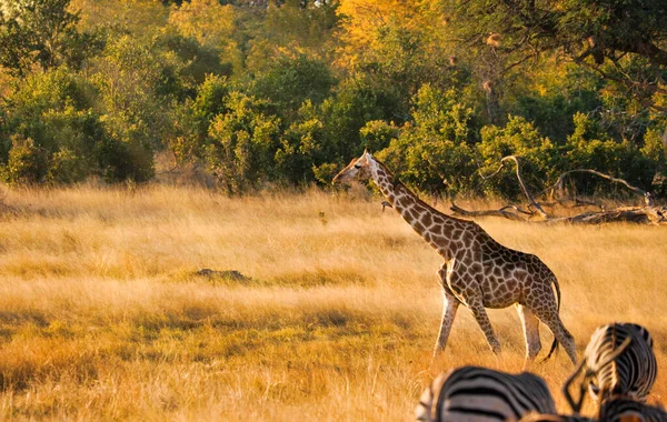 Giraffe Het Wild Het Hwange National Park — Stockfoto