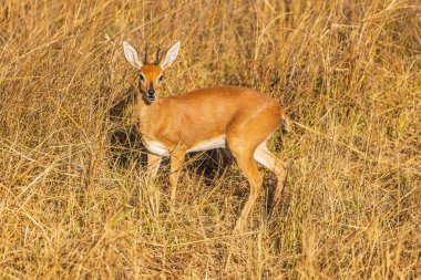 Genç sevimli antilop Steenbock, Zimbabwe 'deki Hwange Ulusal Parkı' nın kuru ovasında.