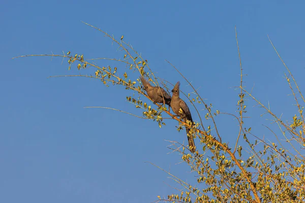 在津巴布韦乔布国家公园里 一只轻飘飘 烟熏的灰蒙蒙的 以前被称为 灰蒙蒙的疯人院 从他的肩膀后面看过去 他的树梢微微翘起 — 图库照片