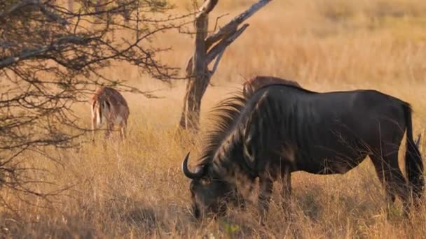 Wilderbeest Dans Parc National Hwange — Video
